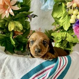 Rose - AKC - Red female Dachshund puppy in Pinellas Park, Florida from Chait Miniature Dachshunds