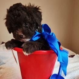 Girl 2 - Chocolate female Cavapoo puppy in Junction, Utah from City Creek Cavapoos