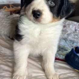 Australian Shepherd Puppies from Blu Diamond's Aussies