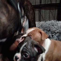 Boston Terrier and French Bulldog Puppies from Reds Studio