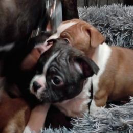 Boston Terrier and French Bulldog Puppies from Reds Studio