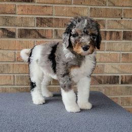 Jingle - Bernedoodle puppy from Southern Home Pups