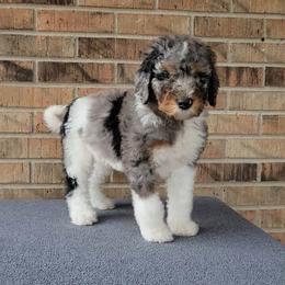 Jingle - Bernedoodle puppy from Southern Home Pups