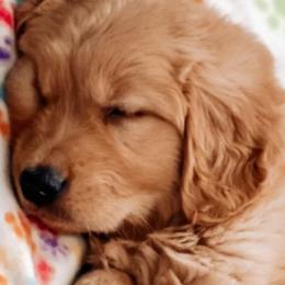 Golden Retrievers from Ray of Sunshine Retrievers