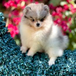 Placer - Blue merle male Pomeranian puppy in Stockton, California from Pommiepalace