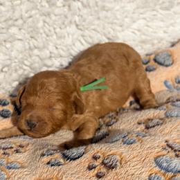 Johnny Ringo - Apricot male Poodle puppy in Greenville, South Carolina from Wendy's House Of Poodles LLC