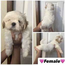 Girl 1 - Cream and white female Shih Tzu puppy in Seguin, Texas from Dolled Up Shih Tzus