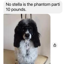 Stella - Poodle