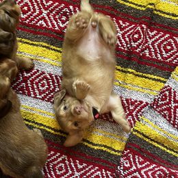 Dachshund Puppies from ag dachshunds