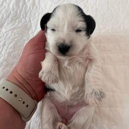 Miniature Schnauzer Puppies from A.R Miniature Schnauzers