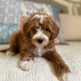 Waffles-blue - Red  male Goldendoodle puppy in Beckley, West Virginia from By Design Doodles