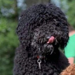 Shadow - Poodle