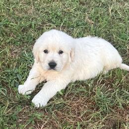 Drake - Light golden male Golden Retriever puppy in Grant County, Indiana from On The Sunny Side Pavey Farms
