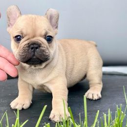 French Bulldogs from Precious Paws
