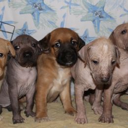 Peruvian Inca Orchids from Peruvian Puppy Plug