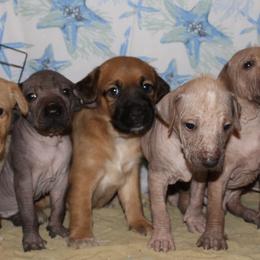 Peruvian Inca Orchids from Peruvian Puppy Plug