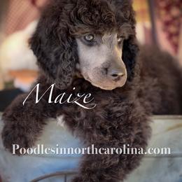 Maize - Silver male Poodle puppy in Greenville, North Carolina from Grace Poodles