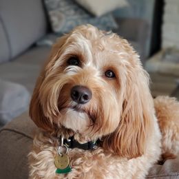 Sunny - Goldendoodle