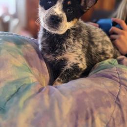 Boy 1 - Blue mottled male Australian Cattle Dog puppy in Monroe, North Carolina from Creek View Cattle Dogs