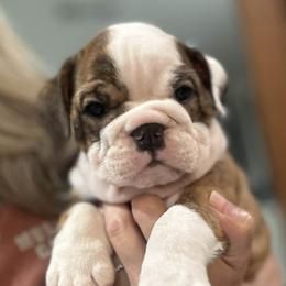 Darla - Red brindle and white female Bulldog puppy in Emporia, Kansas from Kansas Grand St English & French Bulldogs
