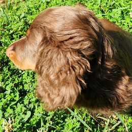 Dachshunds from Michael's Dachshunds