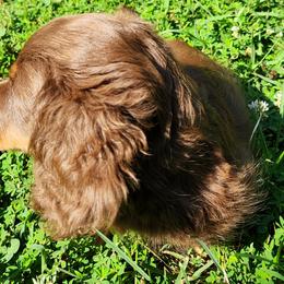 Dachshunds from Michael's Dachshunds