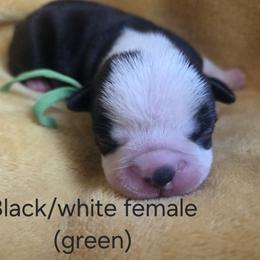 Green Girl - Black and white female Boston Terrier puppy in Goodview, Virginia from Precious Bostie's
