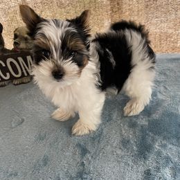 Biewer Terrier, Pomeranian, Poodle, and Yorkshire Terrier Puppies from Heartland small breeds