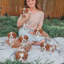 Cavalier King Charles Spaniel Puppies from King of the Hill Cavaliers