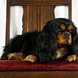 Cavalier King Charles Spaniel Puppies from Castlemar Cavaliers