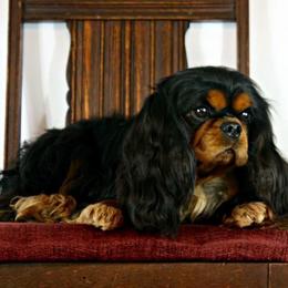 Cavalier King Charles Spaniel Puppies from Castlemar Cavaliers