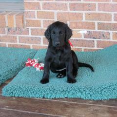 Flat-Coated Retriever Puppies from Beacon's Flat-Coated Retrievers
