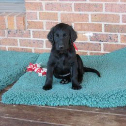 Flat-Coated Retriever Puppies from Beacon's Flat-Coated Retrievers