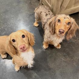 Dachshund puppies from Southern Grace Doxies