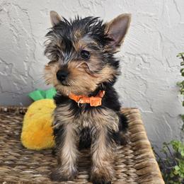 Yorkshire Terrier puppies from Yorkiefamily