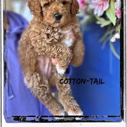 Bernedoodle, Cavapoo, Goldendoodle, and Poodle Puppies from Gypsi Doodles & Poodles