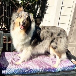 Dixie - Collie