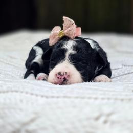Thyme - Black and white female Aussiedoodle puppy in Centreville, Mississippi from Trin's Designer Doodles