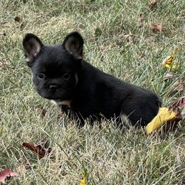 French Bulldog Puppies from Christie's Frenchies