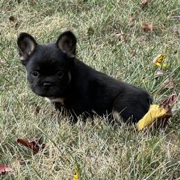 French Bulldog Puppies from Christie's Frenchies