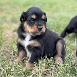 Joanna - Black tri-color female Australian Shepherd puppy in Nicholasville, Kentucky from Sugar Creek Aussies