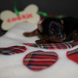 Boy 1 - Black and tan male Yorkshire Terrier puppy in Carmichael, California from Mckeever's Yorkies