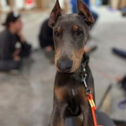 Doberman Pinscher Puppies from Morningstar Kennel