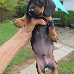 Blake - Blue and tan male Dachshund puppy in Carrollton, Virginia from Elena's Miniature Dachshunds