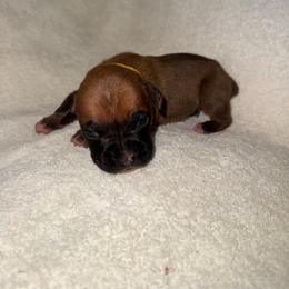Orange - Fawn male Boxer puppy in Chatham, Virginia from Anthony Deak