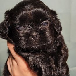 Shih Tzus from Tayson's AKC Shih Tzus