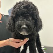 Junior - male Newfypoo puppy in Jamul, California from Socal Puppy
