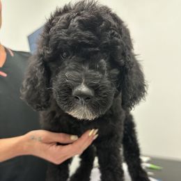 Junior - male Newfypoo puppy in Jamul, California from Socal Puppy