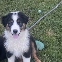 Boy 2 - Black tri-color Australian Shepherd puppy in Dothan, Alabama from Aussie Paws Trailblazers