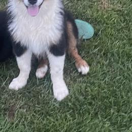 Boy 2 - Black tri-color Australian Shepherd puppy in Dothan, Alabama from Aussie Paws Trailblazers